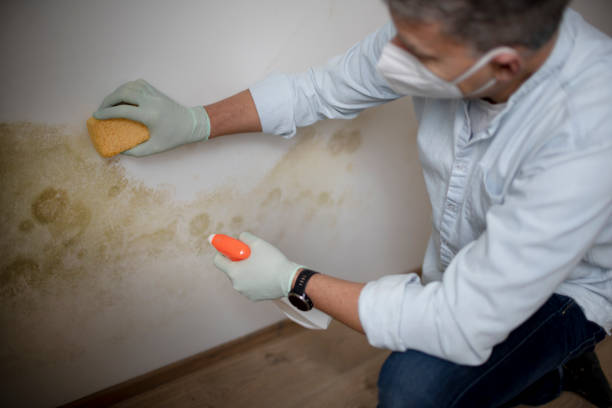 Best Certified Mold Removal  in Malvern, AR