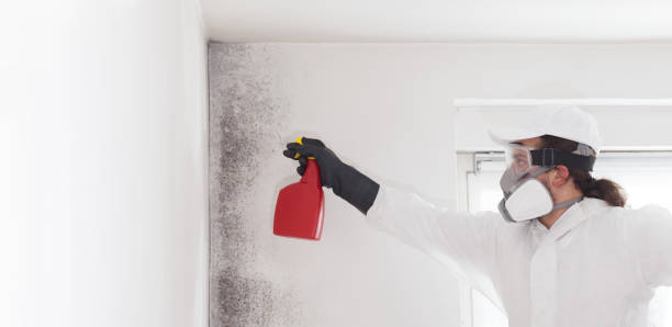 Best Black Mold Removal  in Malvern, AR